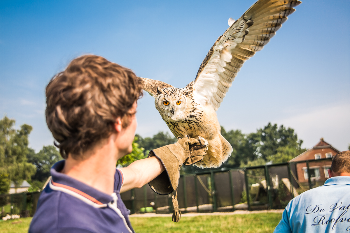 Personeelsuitje Den Haag: Spectaculaire roofvogel workshop in Den Haag